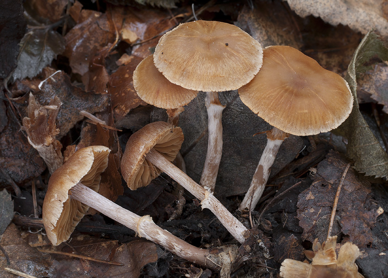 Cortinarius parvannulatus